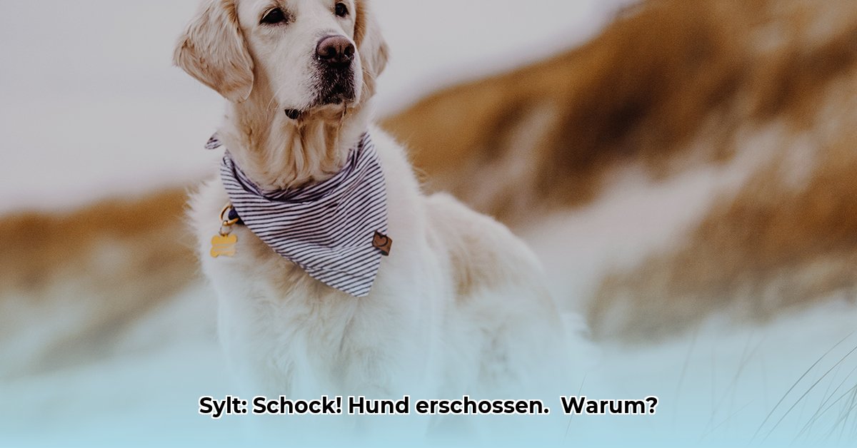 sylt-hund-erschossen